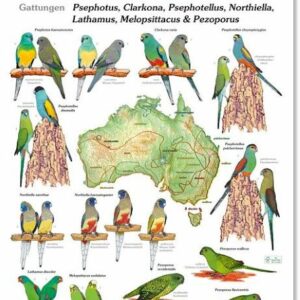 POSTER PERIQUITOS AUSTRALIANOS 3