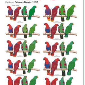 POSTER ECLECTUS ARNDT VERLAG