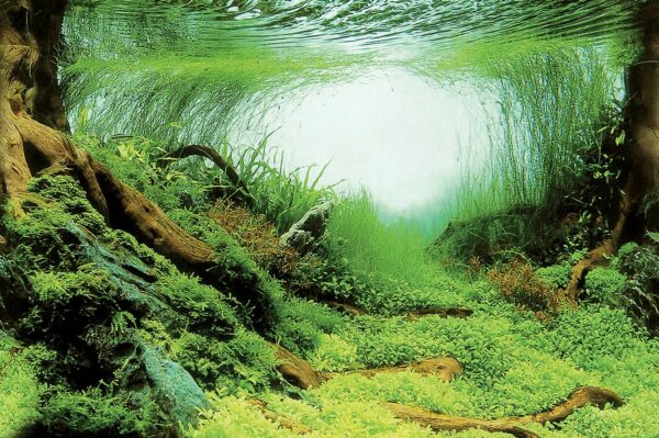 SUPERFISH DECO POSTER C4 120X49CM - Image 3
