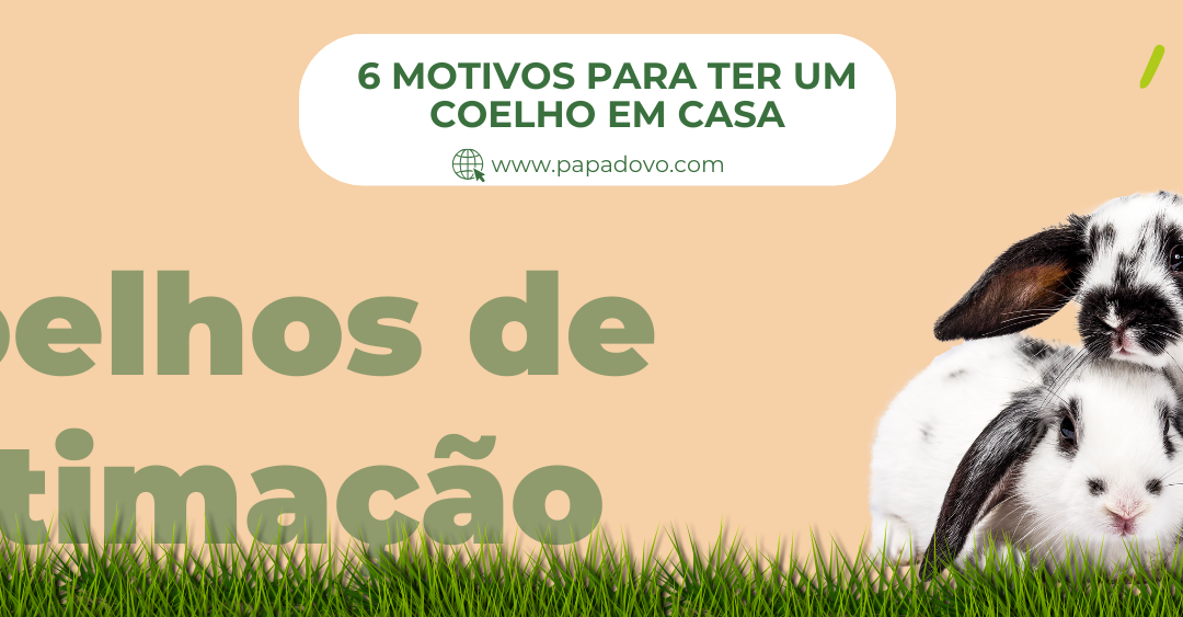 Coelho de estimação: 6 motivos para ter um em casa