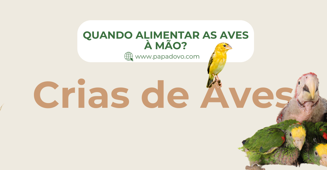 Crias de Aves: Saiba quando deve alimentar à mão