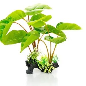 GIGANTERRA PLANTA PHILODENDRON ERUBESCENS 30CM