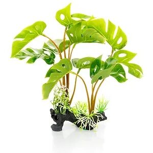 GIGANTERRA PLANTA PHILODENDRON MONSTERA DELICIOSA 30CM