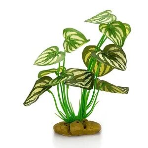 GIGANTERRA PLANTA SUR PIED 1  21CM