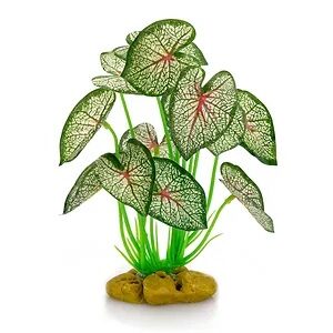 GIGANTERRA PLANTA SUR PIED 2 21CM